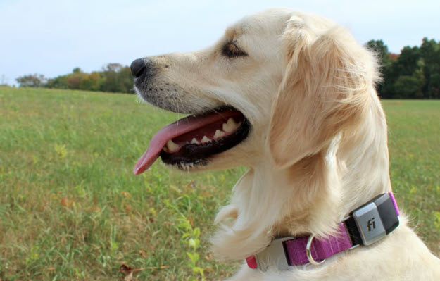 Don’t Let Your Best Friend Become Your Biggest Cyber Threat Don’t Let Your Best Friend Become Your Biggest Cyber Threat