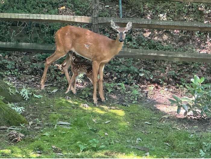 Deer!