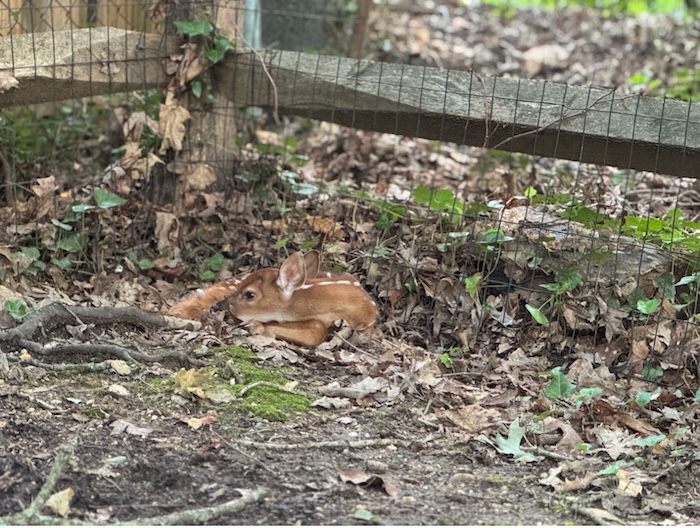 Deer!