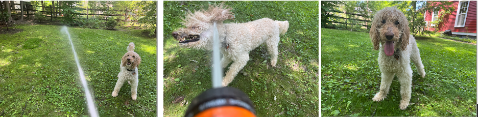 Moxie!