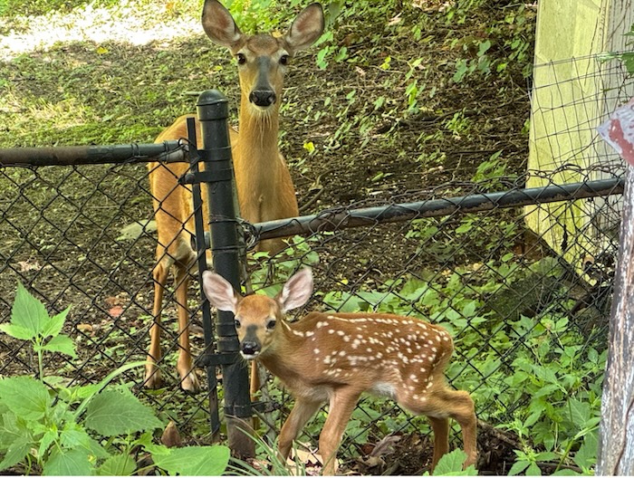 Deer!