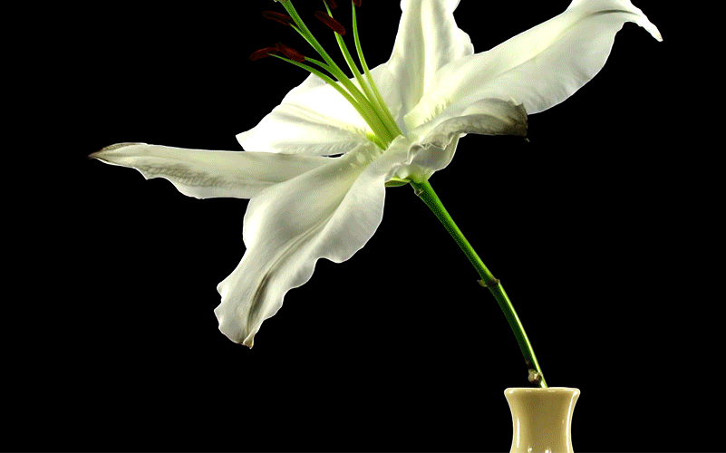 How to Live Forever or Die Trying