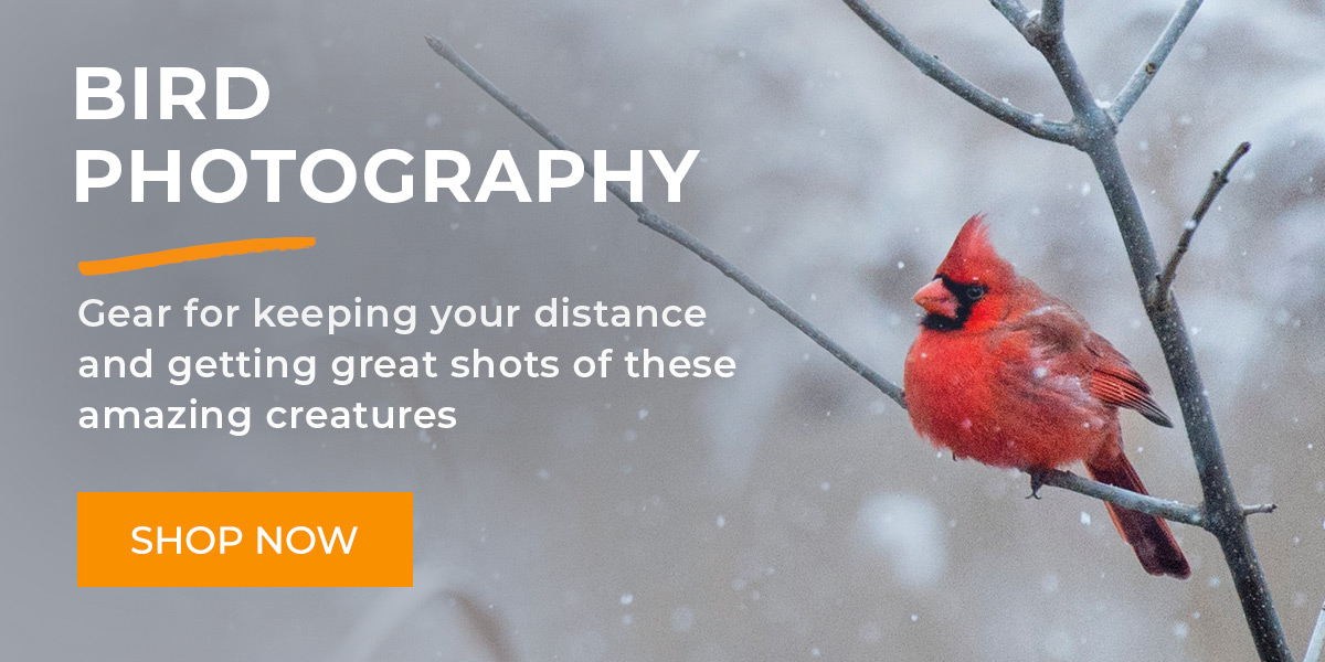 Bird Photography Gear & Accessories