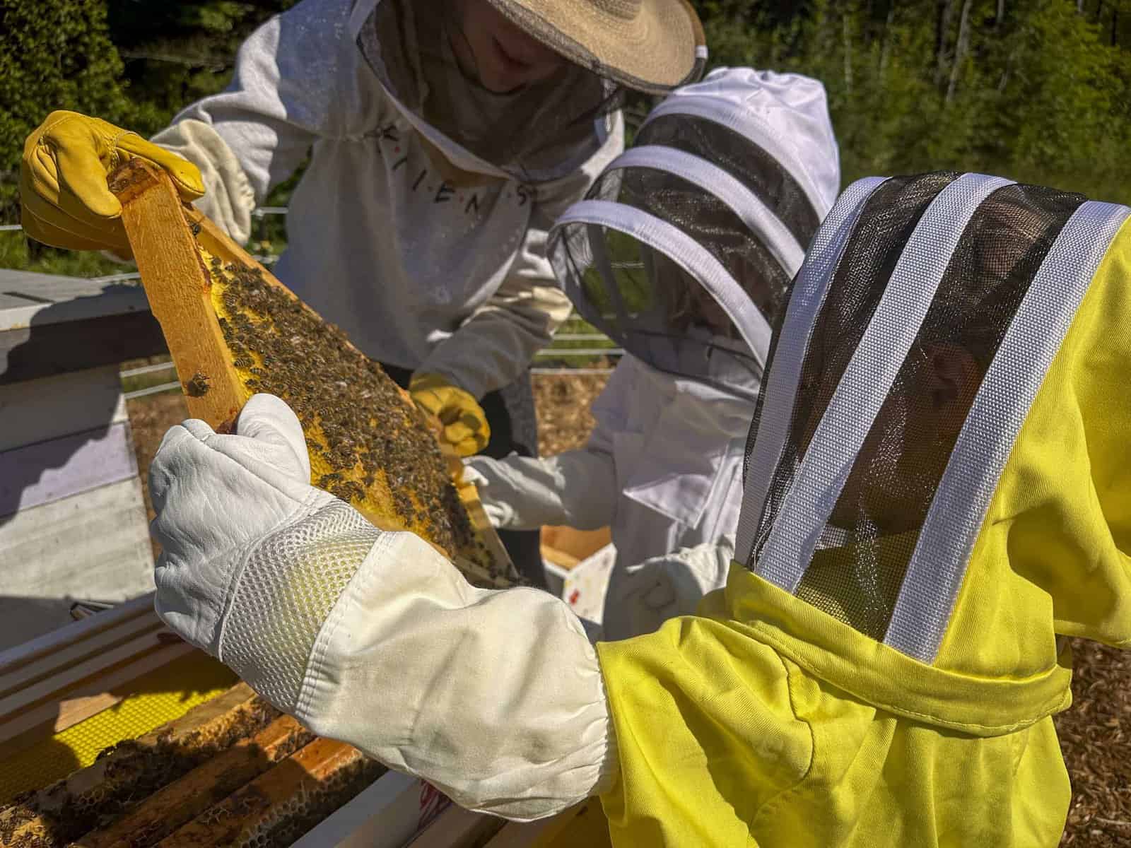 Bee Keeping Photography by Joe Donoghue