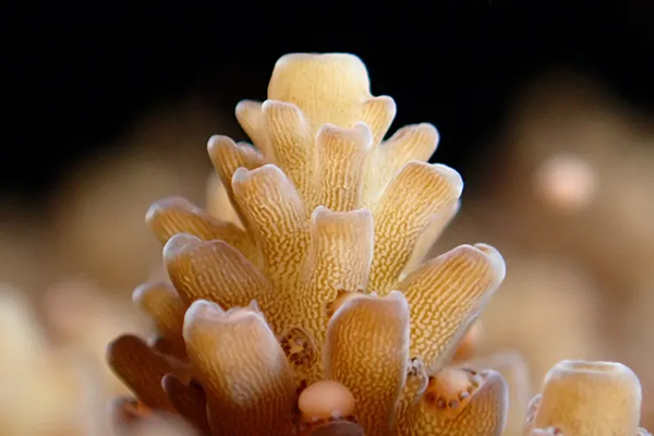 OM SYSTEM Tough TG-7 Camera