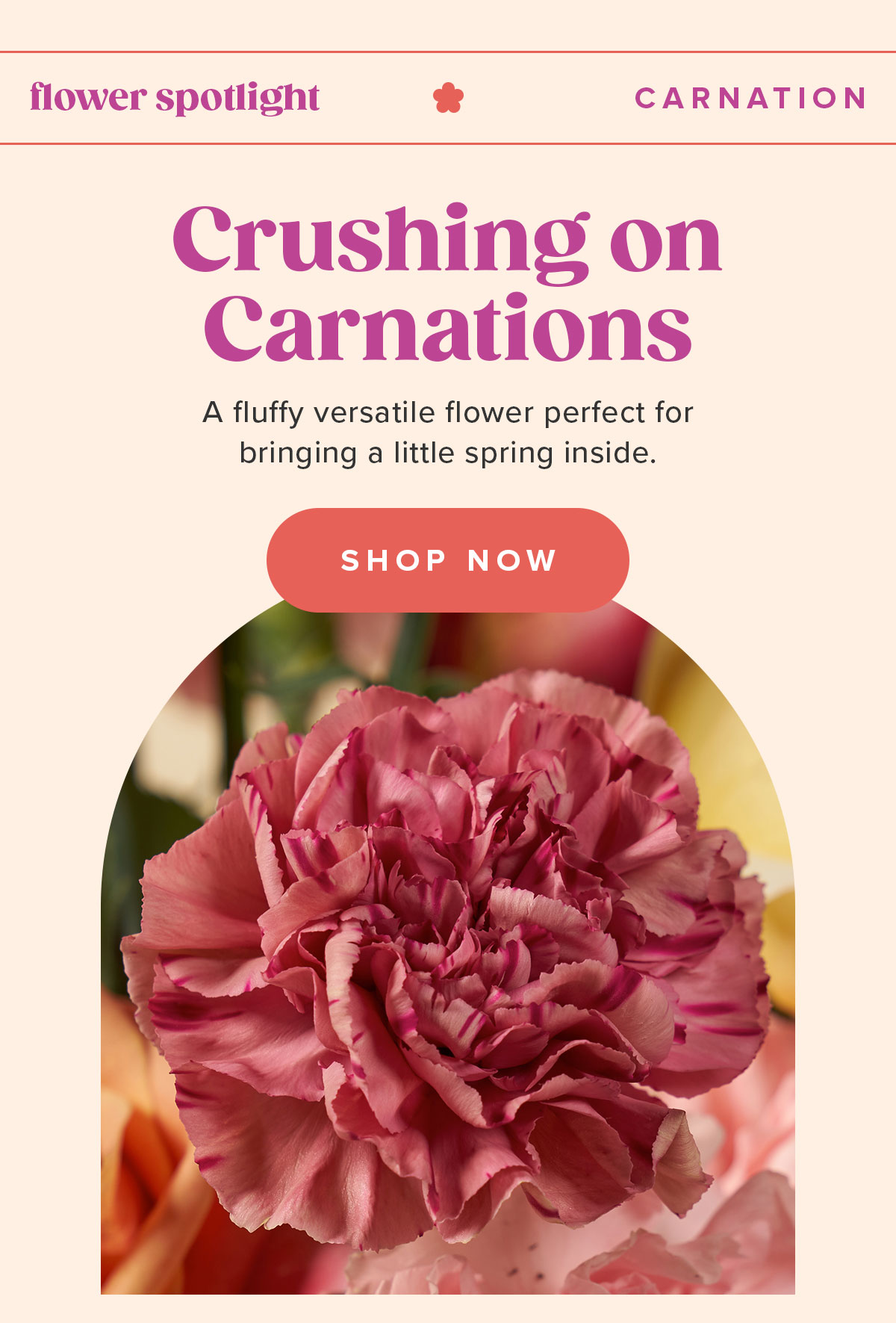 Crushing on Carnations