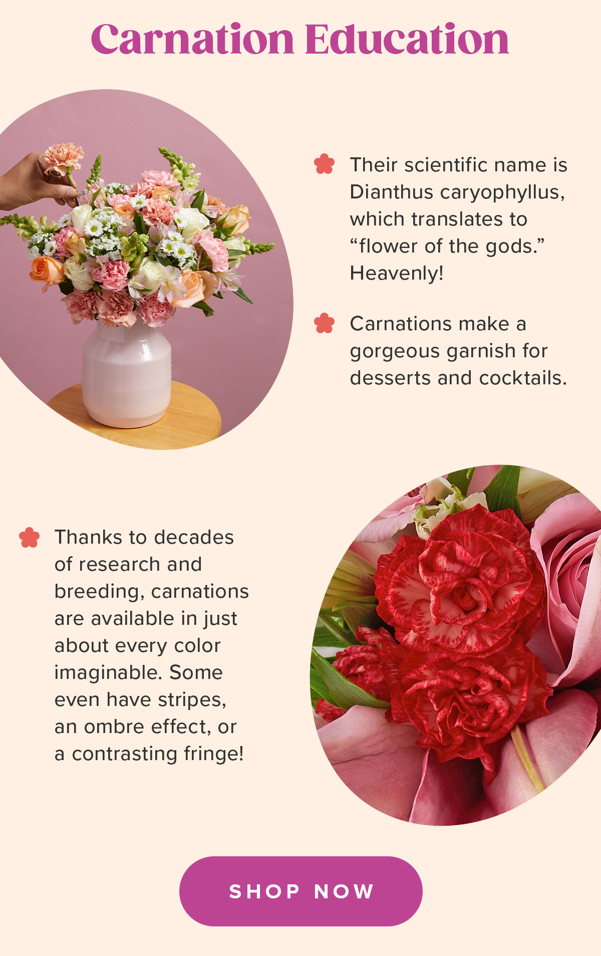 Carnations Education