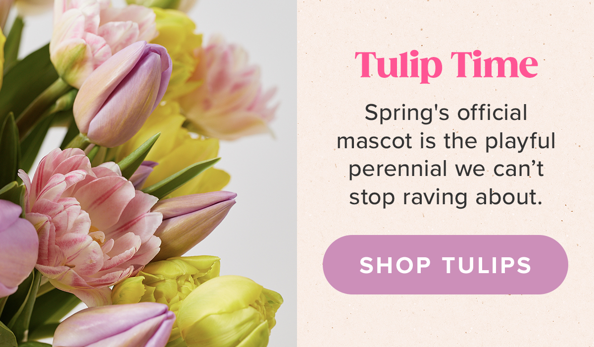 Shop Tulips
