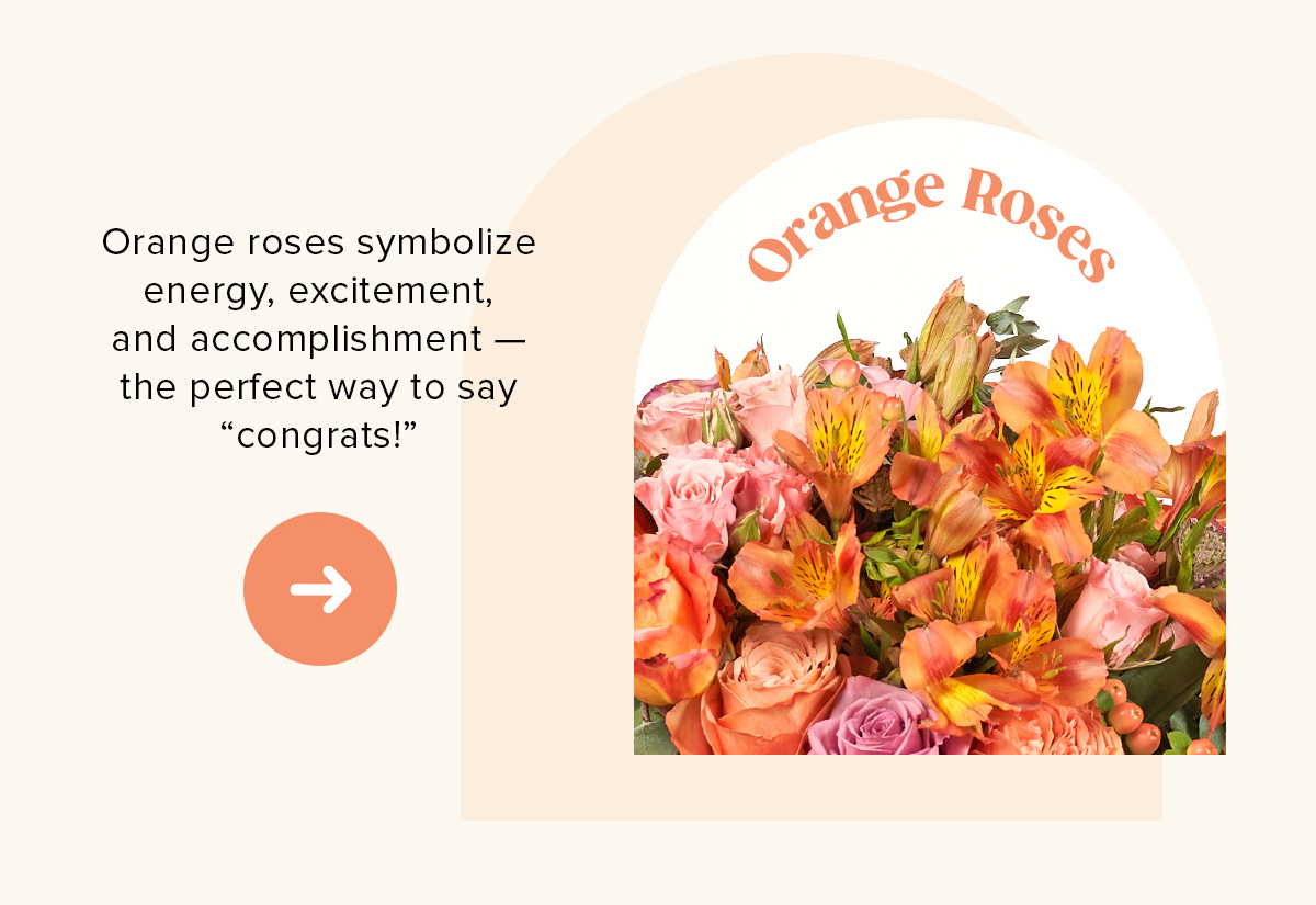 Orange Roses