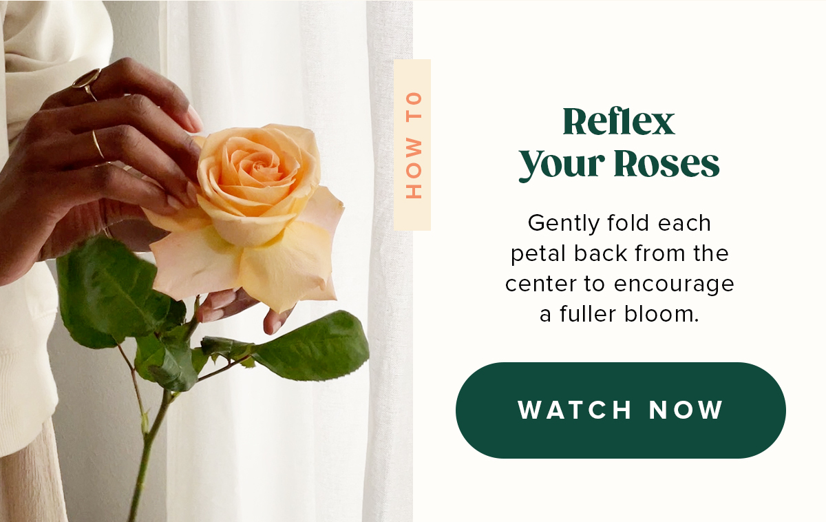 Reflex Your Roses