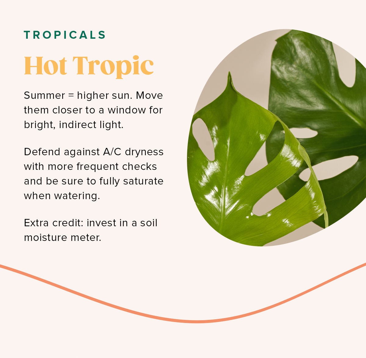 Hot Tropic