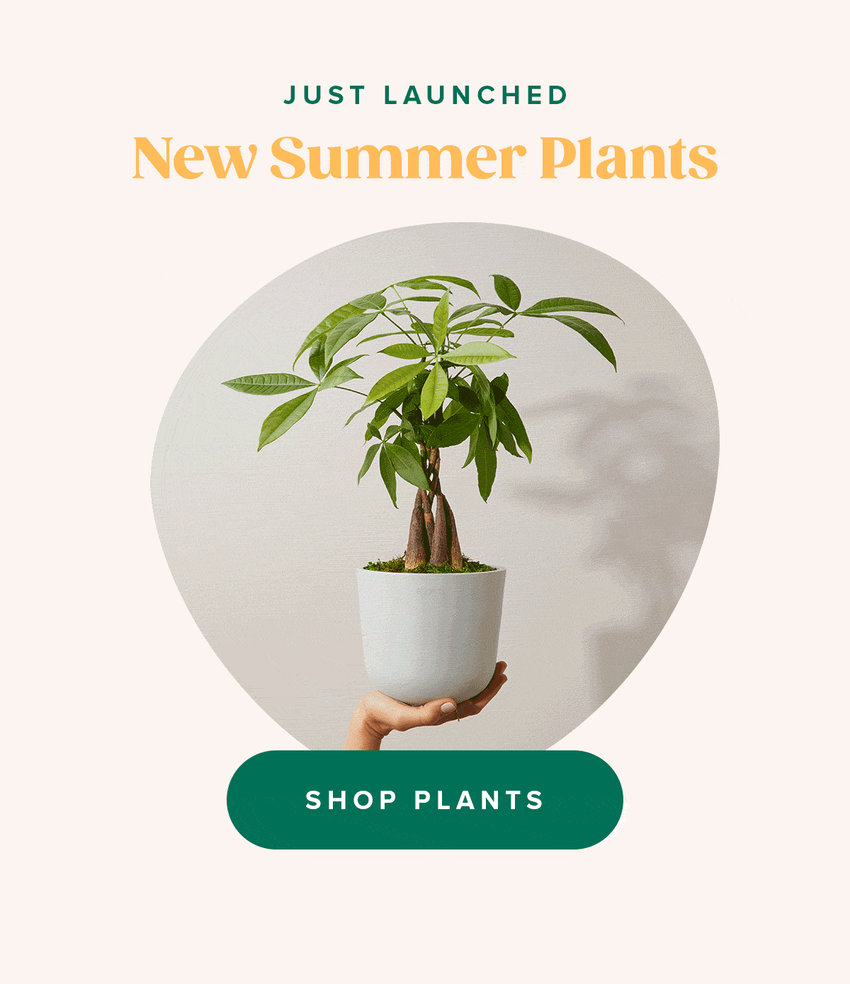 New Summer Plants