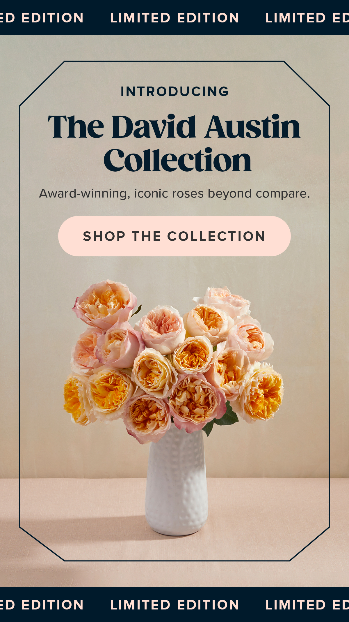 Limited Edition INTRODUCING The David Austin Collection SHOP THE COLLECTION