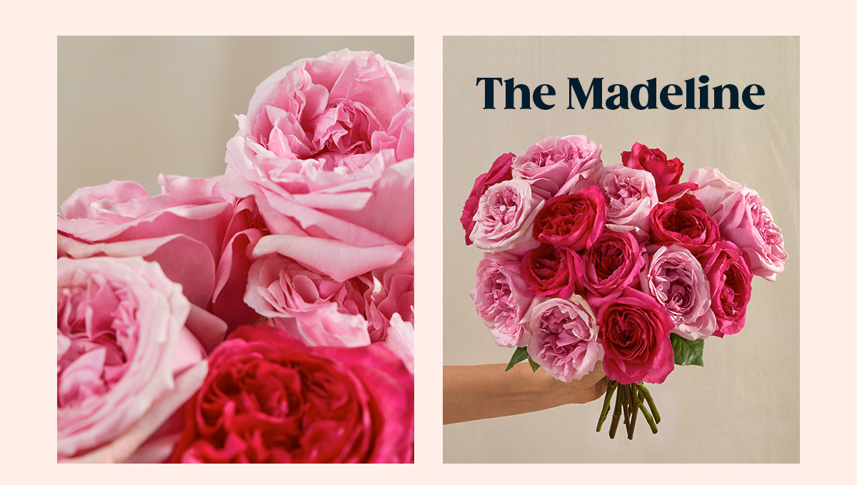 The Madeline