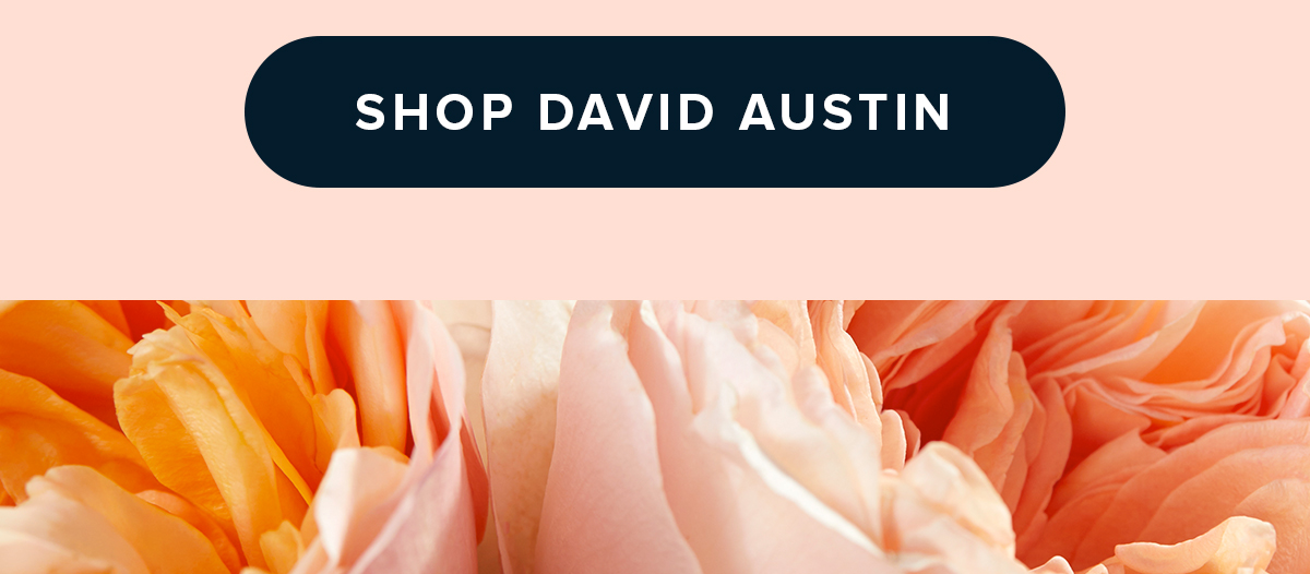 SHOP DAVID AUSTIN