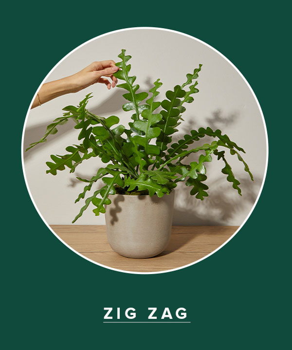 Zig Zag