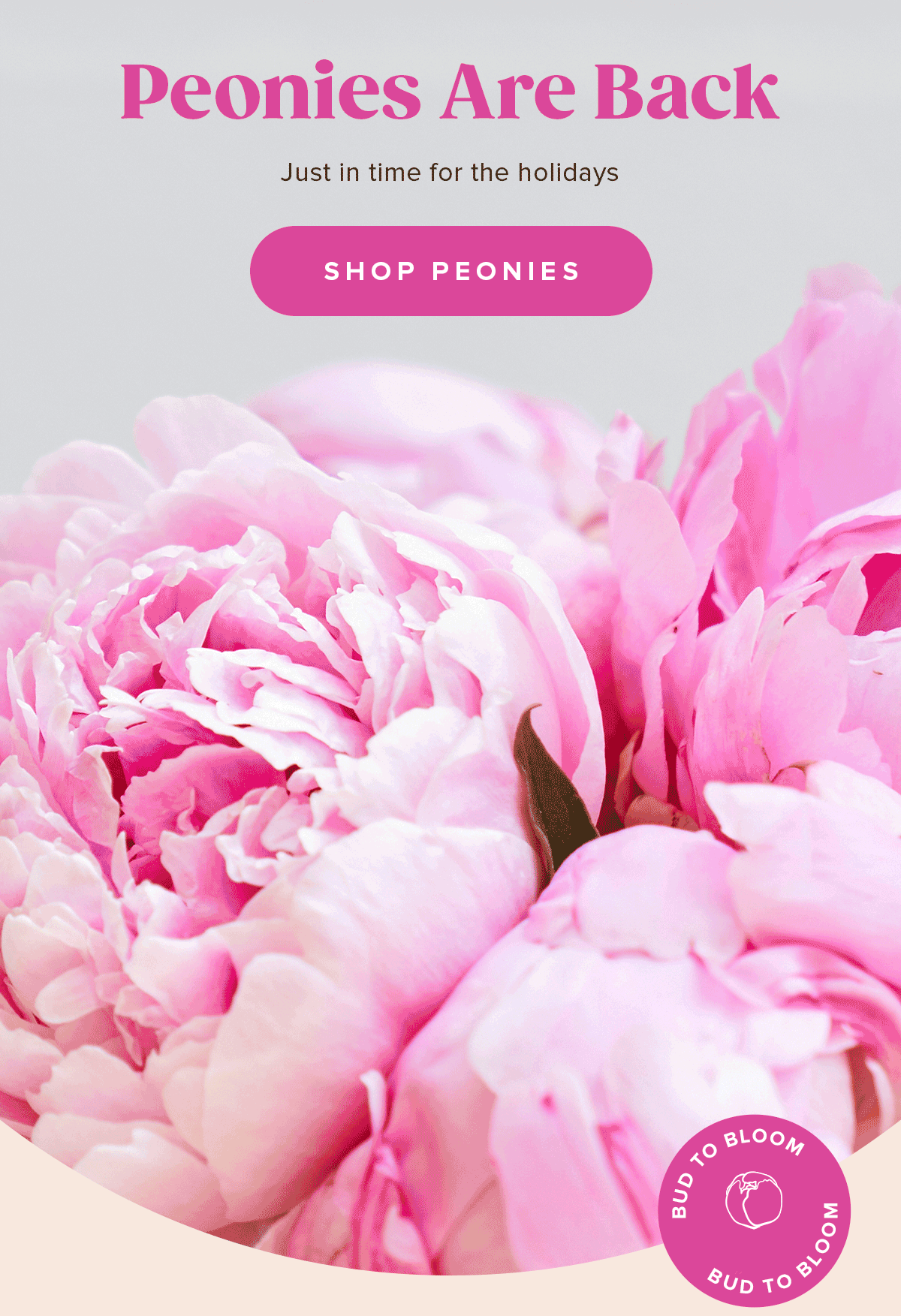 Peonies Are Back Just in time for the holidays SHOP PEONIES