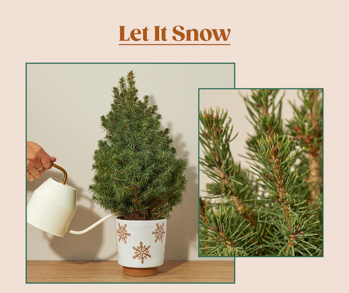 Let it Snow