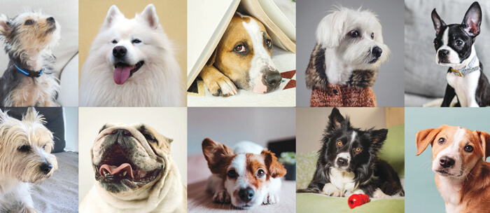 Dogs Dogs