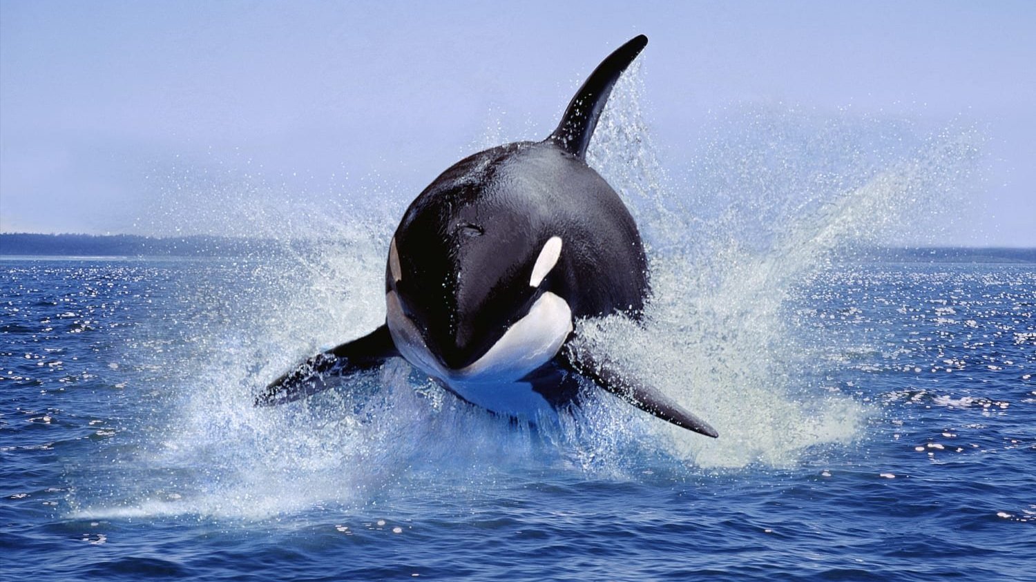 An orca whale.