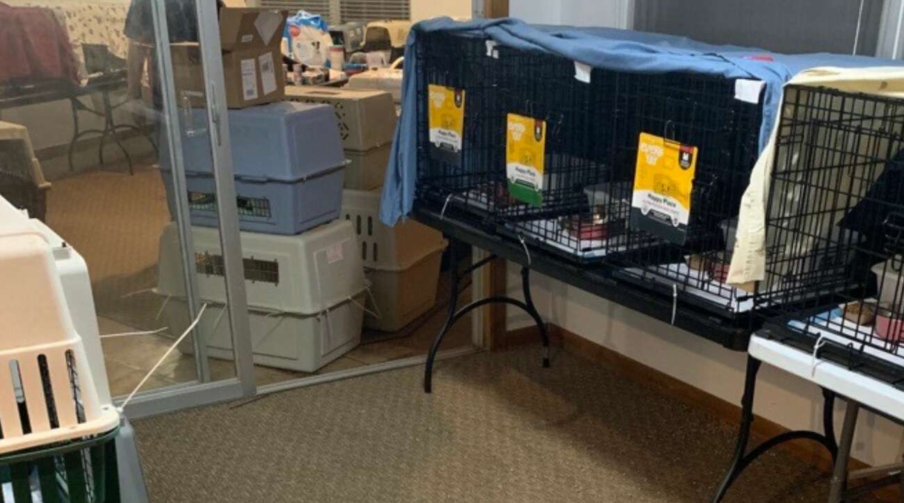 Nearly 140 cats and a handful of dogs were removed from a Lakefield subdivision home by Sugar Land Animal Services. Staff is utilizing Duhacsek Park to house 64 cats, with all others at being housed at the shelter.