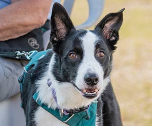 Your Dog: Smarter than a 2-year-old?