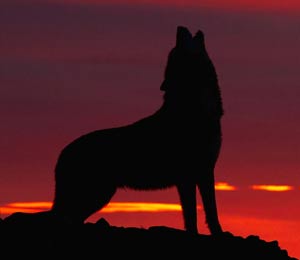 Howl