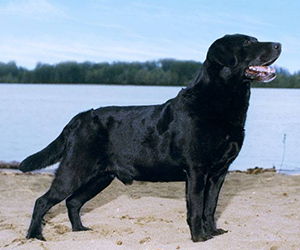 In Praise of the Labrador Retriever