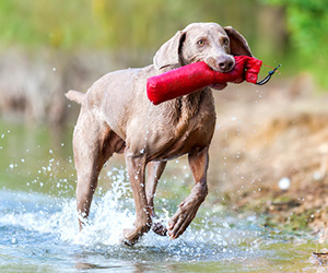 AKC Updates February 2023