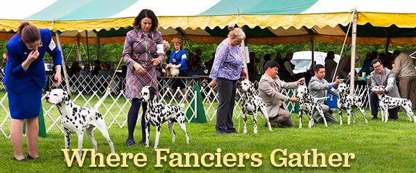 Where Fanciers Gather
