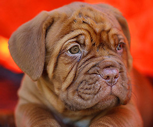 Breeder Excellence Seminars
