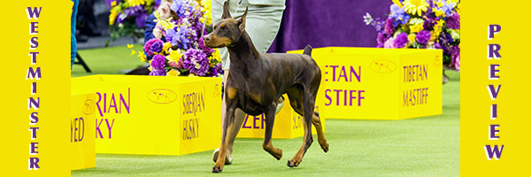 Westminster Preview