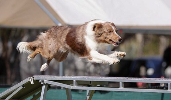 Breeder Spotlight