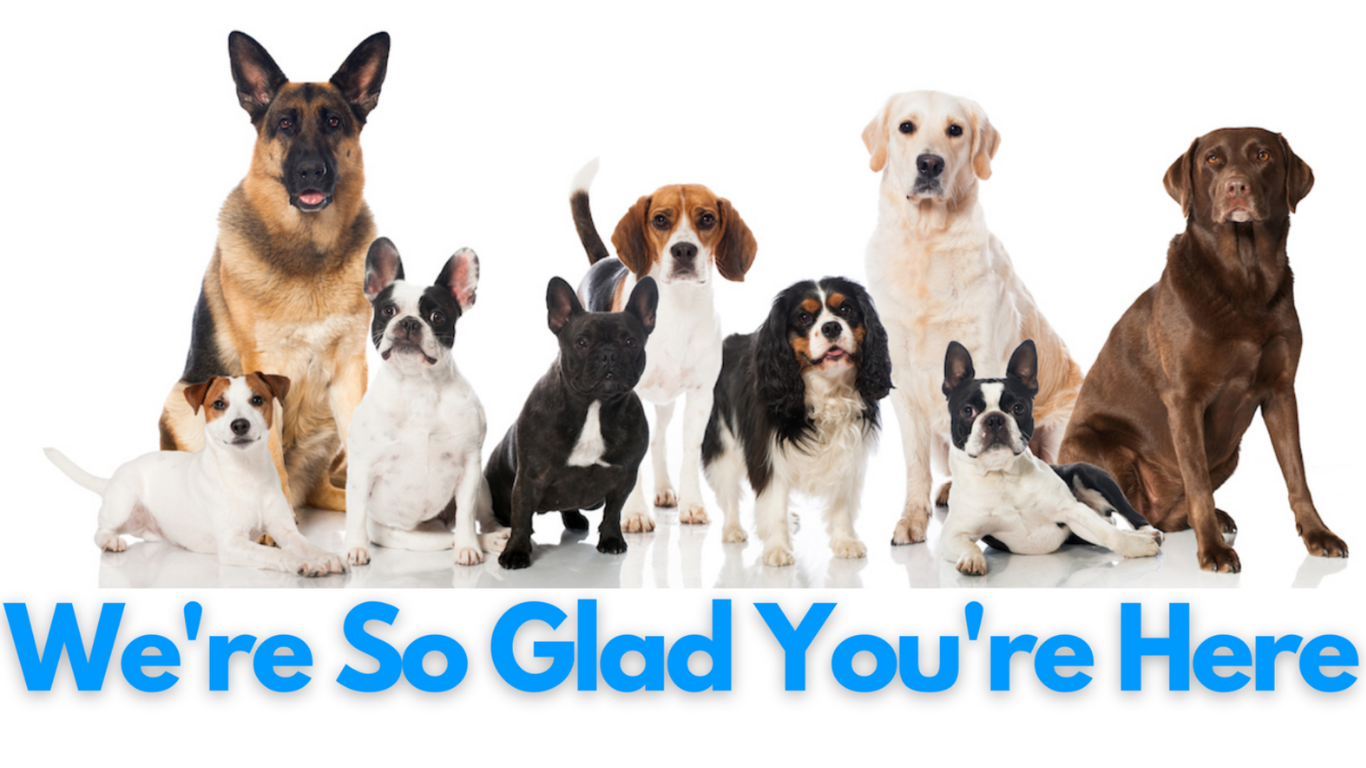 How To Register A Dog With AKC And CKC Parents? ZooAwesome