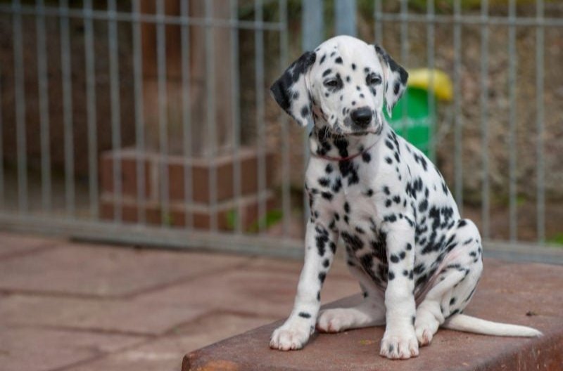 Setting Puppies and Dogs Up for Success