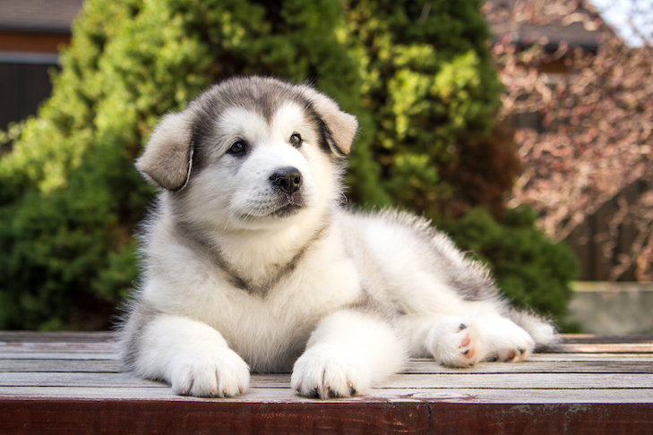 Five Common Questions New Puppy Owners Have