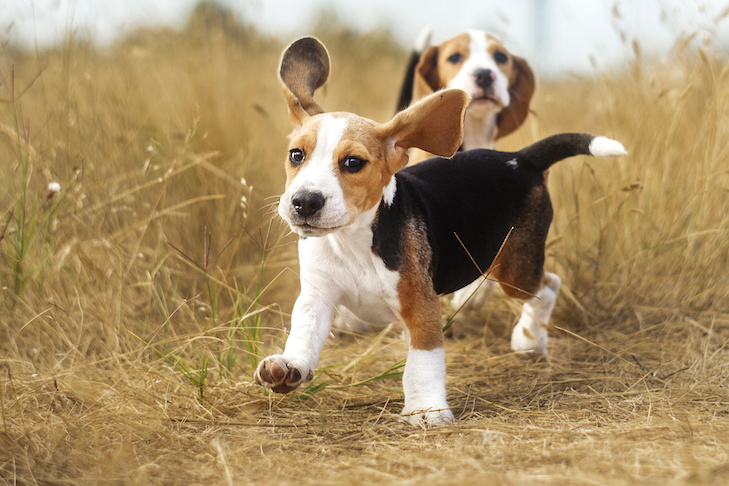 The AKC Breeder Toolkit Makes it Easy to Keep Records!