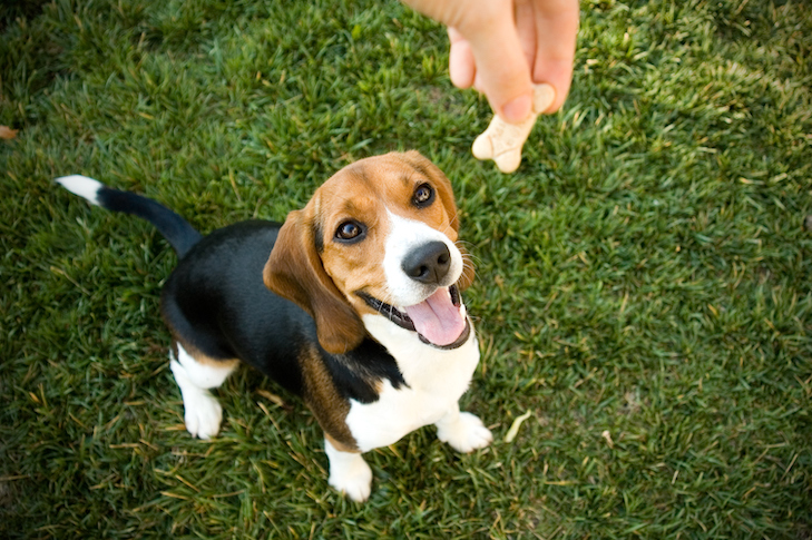 4 Tips for Training Your Dog With Rewards