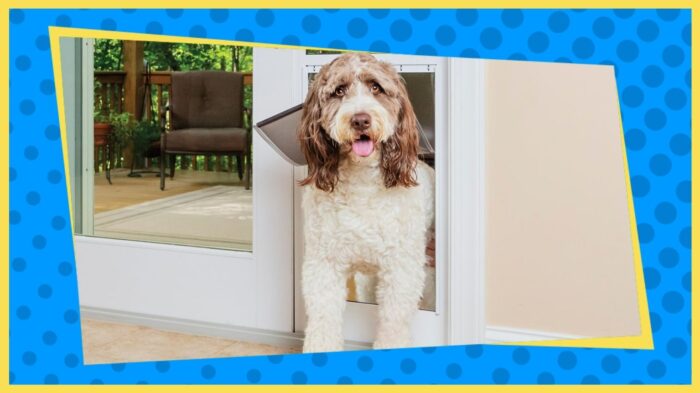 Best Dog Doors of 2023