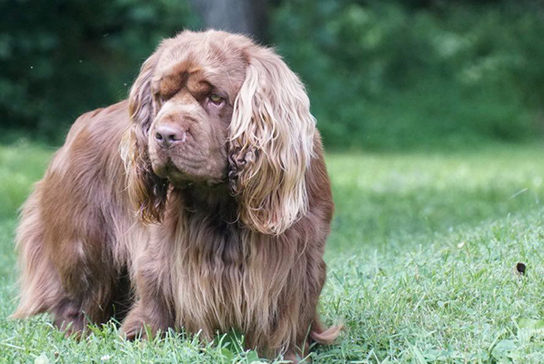 Breeder Spotlight