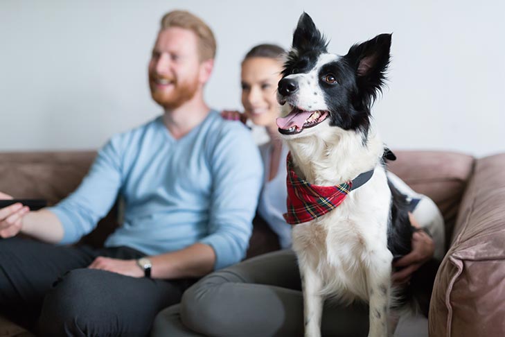 Why Does my Dog Watch TV?