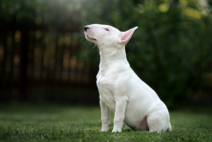 French Bulldog Puppy Training Timeline