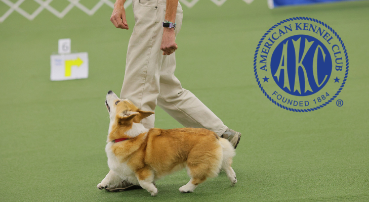 AKC Rally