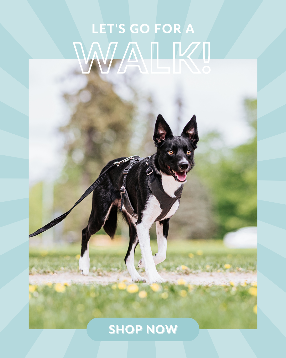 Shop Our Walking Essentials