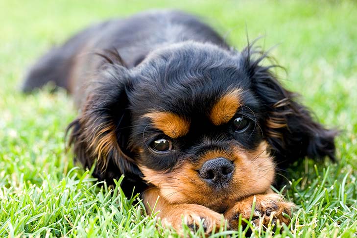Lyme Disease in Dogs: Symptoms, Tests, Treatment, and Prevention