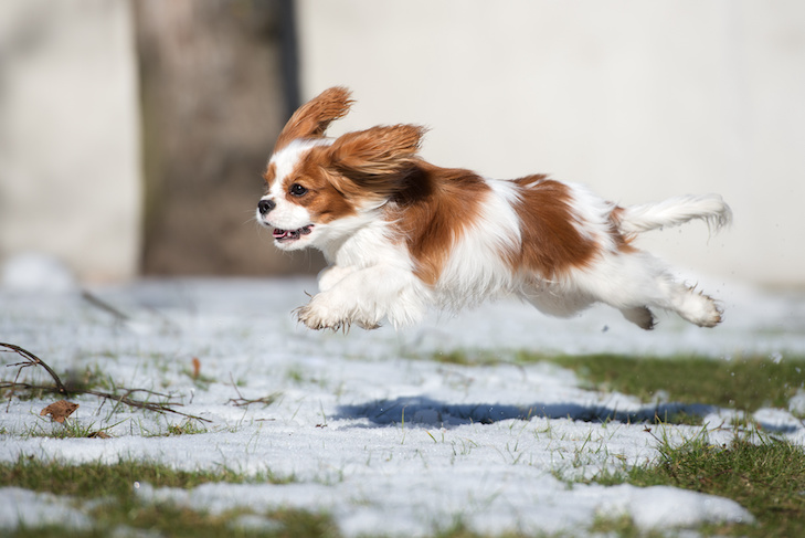 New Year Dog Training Goals & Organization Ideas for 2022