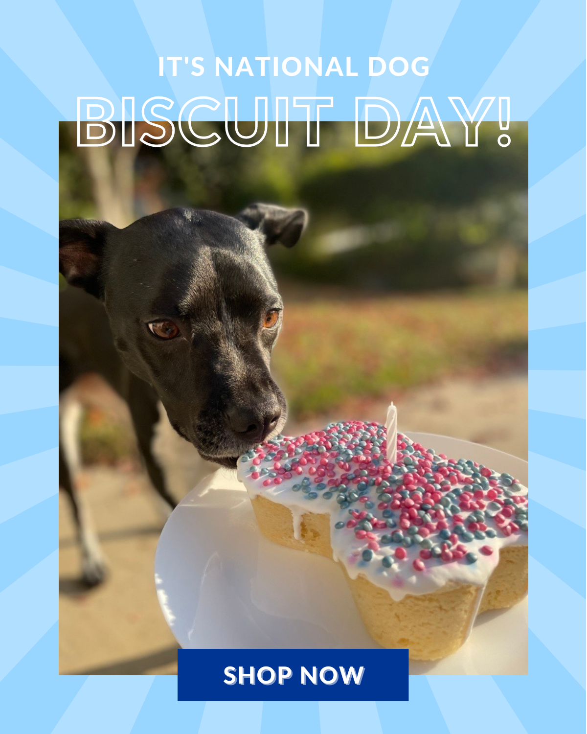It's National Dog Biscuit Day!
