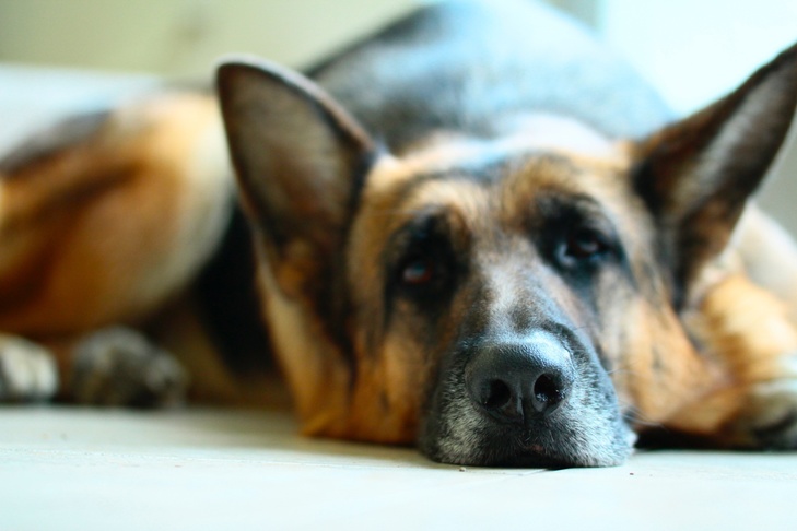 Upper Respiratory Infections in Dogs: What You Need to Know