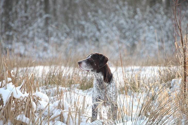 Maintaining Dog Joint Health in the Winter