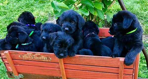 New Things in the Breeder Toolkit!